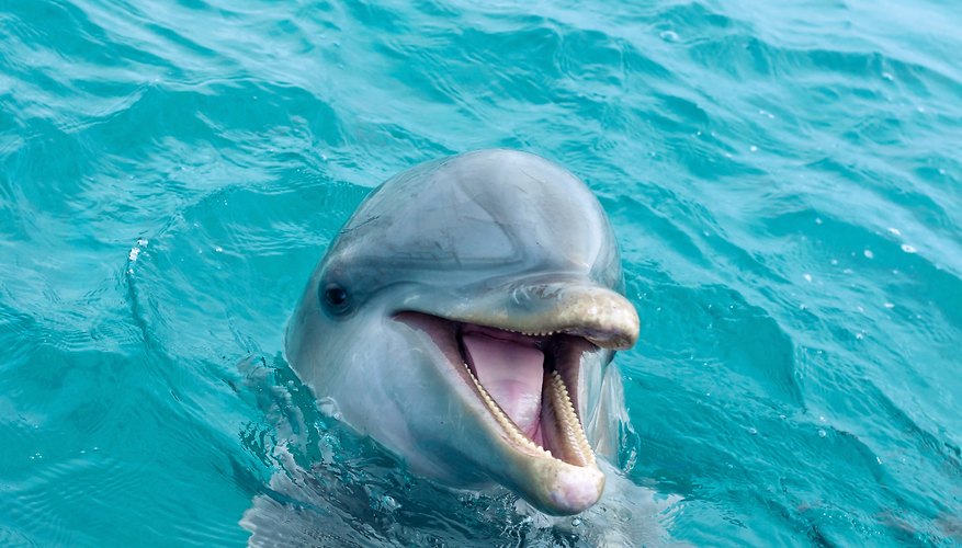 bottlenose 1