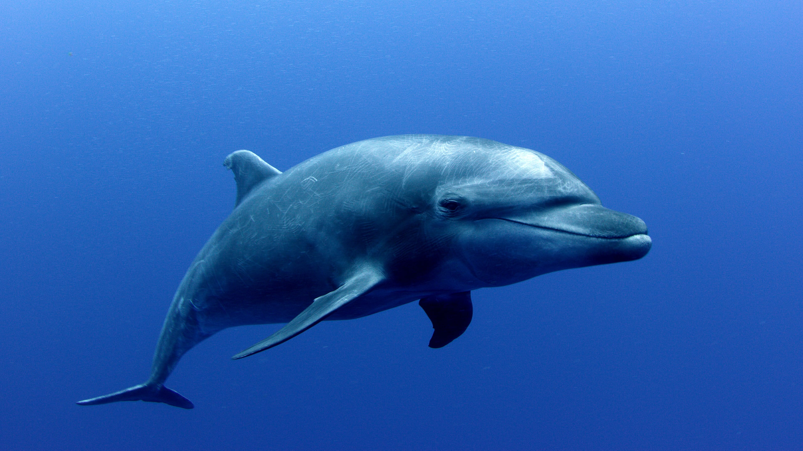 bottlenose 2-min