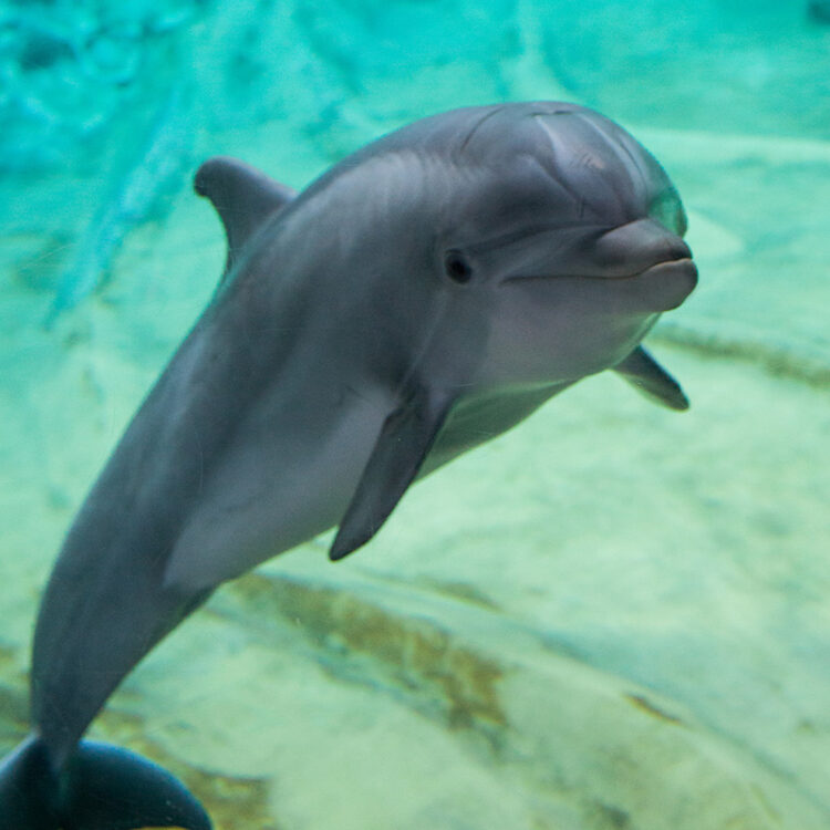 bottlenose 4