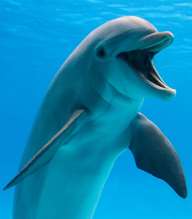 bottlenose 5