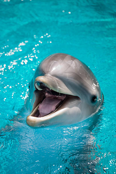 A dolphin smiling in the water.
