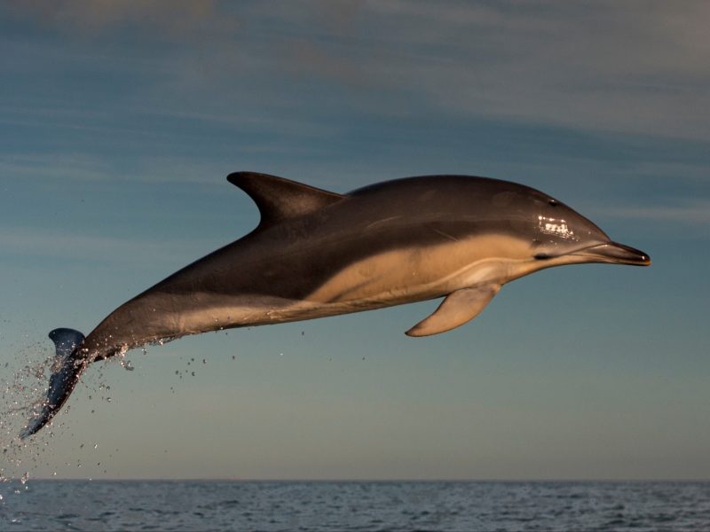 Hawaii Spinner Dolphin