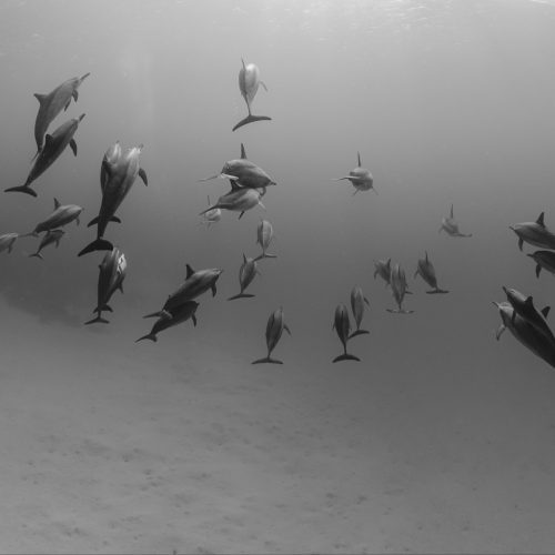 THE INTERNET OF UNDERWATER THINGS