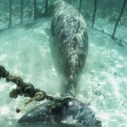 Whale Jail